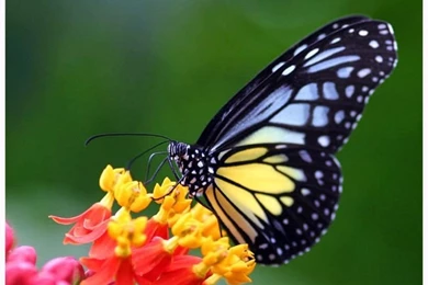 Free Blue And Yellow Butterfly Wallpapers   Download The Free Blue ...