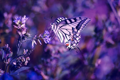 Butterfly On The Flower Wallpapers   Download Wallpapers Nature Free