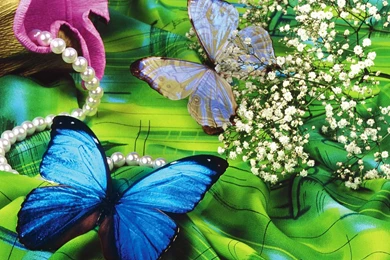 Bright Multicolor Lively Butterfly Widescreen Wallpapers
