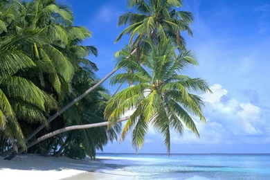 Beach Paradise Island HD