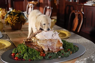 Even Puppy Eats Turkey In Thanksgiving Wallpapers