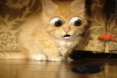 Sillycatfishstick wallpaper.jpg