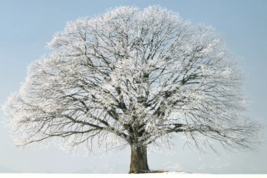 Winter Tree Snow Hd Wallpapers High Quality PC Dekstop Full Hd