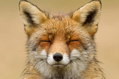 ZEN FOX WALLPAPER   (