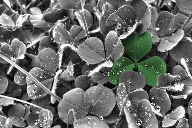 Clover Computer Wallpapers, Desktop Backgrounds