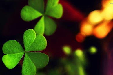 Clover Wallpapers   Photography Wallpapers