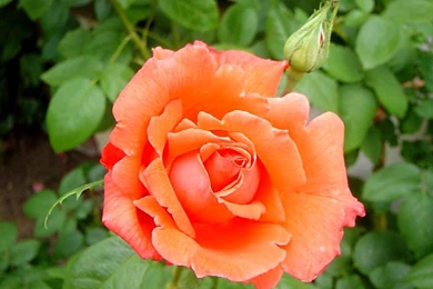 Nature Wallpapers Desktop Wallpapers   5720