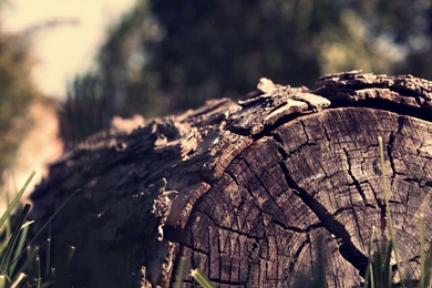 Log Wallpapers   Photography Wallpapers