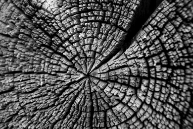 Tree Log HD Desktop Wallpapers : Widescreen : High Definition ...