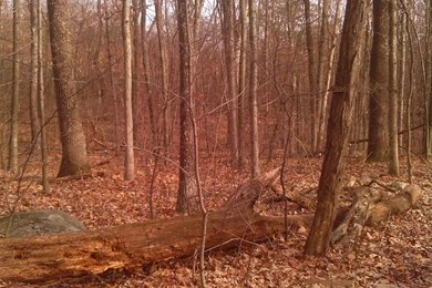 Old Log >> HD Wallpaper, Get It Now!