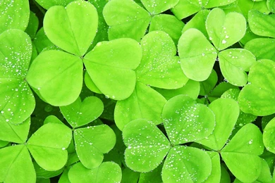1920x1080 Lots Of Clover Leaf Desktop PC And Mac Wallpapers