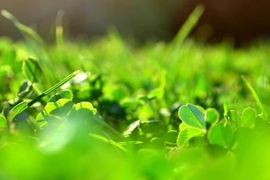 Download Wallpapers 2560x1024 Grass, Green, Macro, Clover, Blurring ...