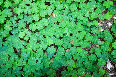 Clover Wallpapers >> Backgrounds With Quality HD