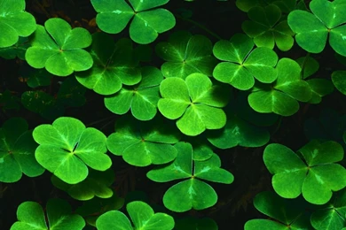 Clover iPad 3,4 & Air Wallpapers