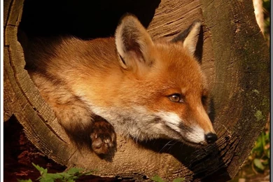 Fox In A Log   Fox Wallpapers (9867177)   Fanpop