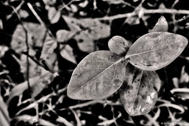 Black And White HD Wallpaper Backgrounds – Wild Plant