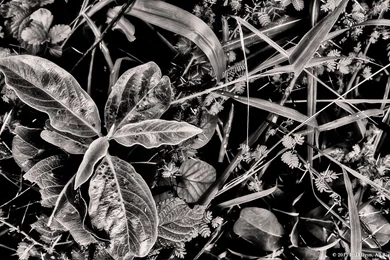 Black And White HD Backgrounds Wallpapers – Wild Nature Plants ...