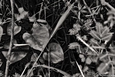 Black And White HD Wallpaper Backgrounds – Wild Nature In Rain ...