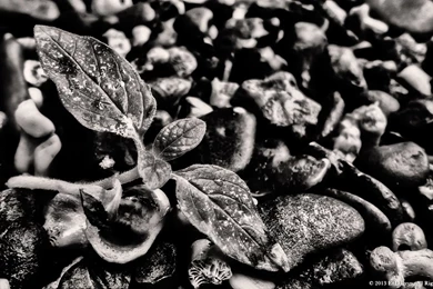 Black And White HD Wallpaper Backgrounds – Wild Plant Close up ...