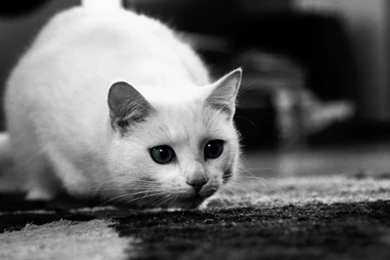 Black And White Pictures Of Cats   HD Wallpapers And Pictures