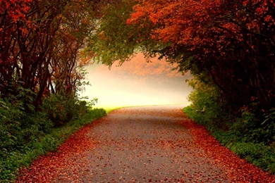 Wallpapers For Fall Wallpapers For Desktop Backgrounds