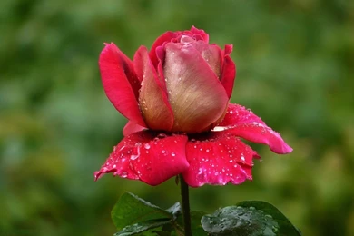 Nice Red Rose Wallpapers   Wallpapers Mela