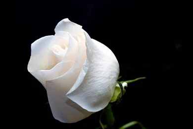 Download Awesome White Rose 1600x1200   Full HD Wall