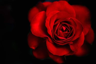 Wallpapers Amazing Red Rose 1920 X 1080 Full Hd   1920 X 1080 ...