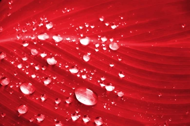 Red Color Wallpapers