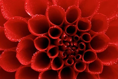 Red Wallpapers   Colors Wallpapers (34511337)   Fanpop