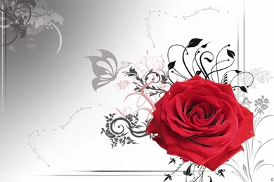 Red Rose Wallpapers 25   Best Wallpapers Collection