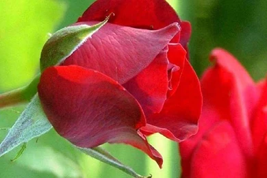 Only Red Roses High Quality Wallpapers
