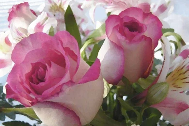 Red Rose Painting HD 6