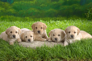 Desktop puppy pics wallpaper download.jpg