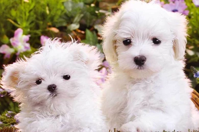 Free Cute Puppies Wallpapers   Wallpapers Cave