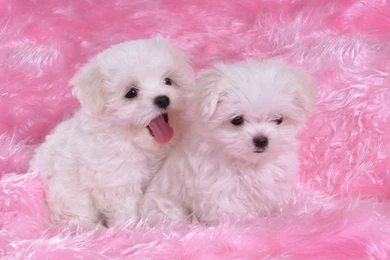Westies Dogs