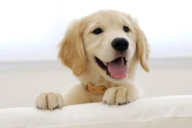 HD Golden Retriever Puppy Wallpapers Free Download For Desktop And ...