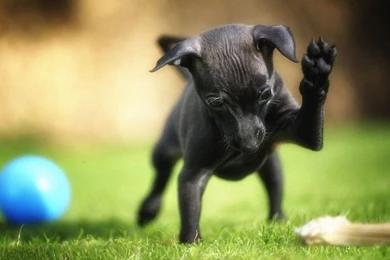 Black Puppy HD Wallpapers, Black Puppy Photos, New Wallpapers
