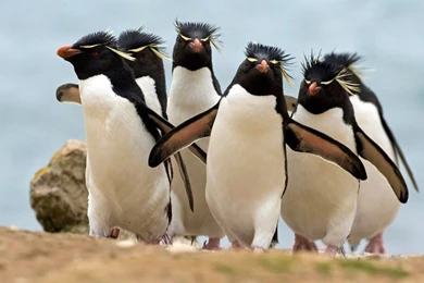 Open Source Convention   HD Wallpapers Widescreen   1920x1080