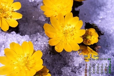 March Calendar Wallpapers   March Desktop Calendar4   Wallcoo.net