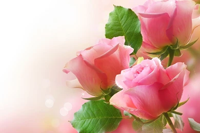 Romancing Of Rose   Desktop Wallpapers