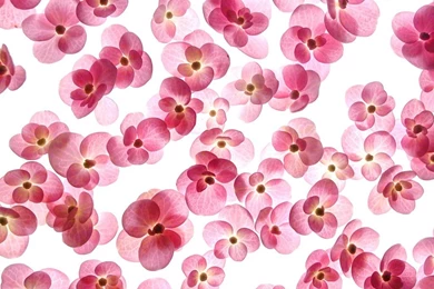 Love Wallpapers  Romantic Flowers