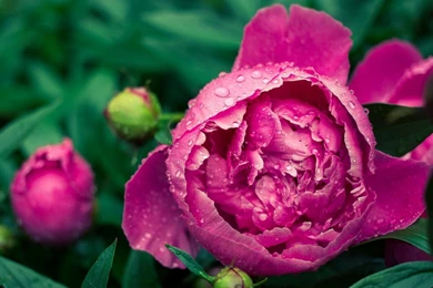 Love Flowers And Wallpapers Download