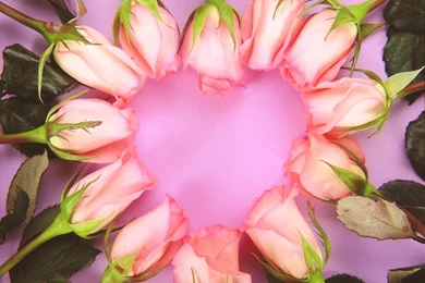 Romantic Flowers Wallpapers   Crazy Frankenstein