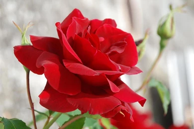 Wallpapers Of Flower Rose With Love   Desktop Backgrounds