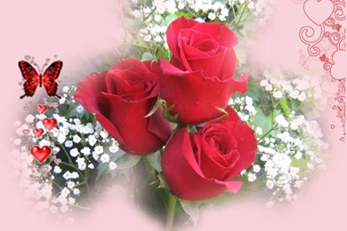 Wallpapers Wallpapers Flowers White Plain Bloom Desktop   Wallpoop ...