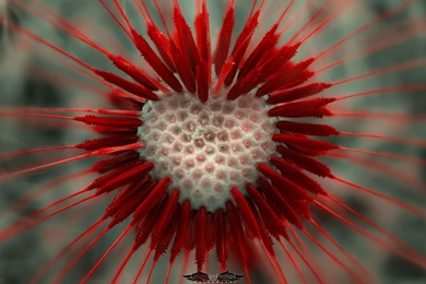 Love) , Flower Love Heart