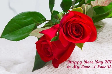 Rose Flower: I Love Rose Flower