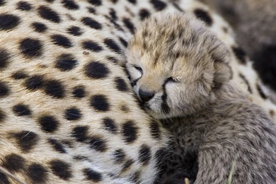 Cute Bears Baby Cheetah Beautiful Images   Free Wallpapers Party