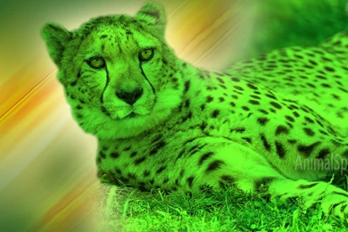 Cheetah Wallpapers « Animal Spot